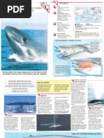 Download Wildlife Fact File - Mammals - Pgs 11-20 by ClearMind84 SN122594183 doc pdf