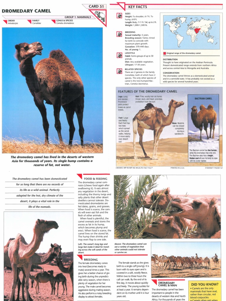 Wildlife Fact File - Mammals - Pgs. 51-60 | PDF | Bears | Cats