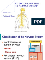 Anatomy - The Nervous System Powerpoint