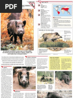 Download Wildlife Fact File - Mammals  Pgs 281-290 by ClearMind84 SN122615750 doc pdf