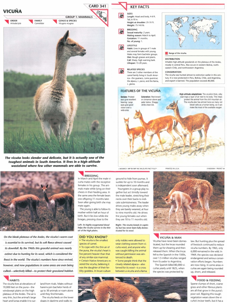 Wildlife Fact File - Mammals Pgs. 341-343 | Bat | Pinniped