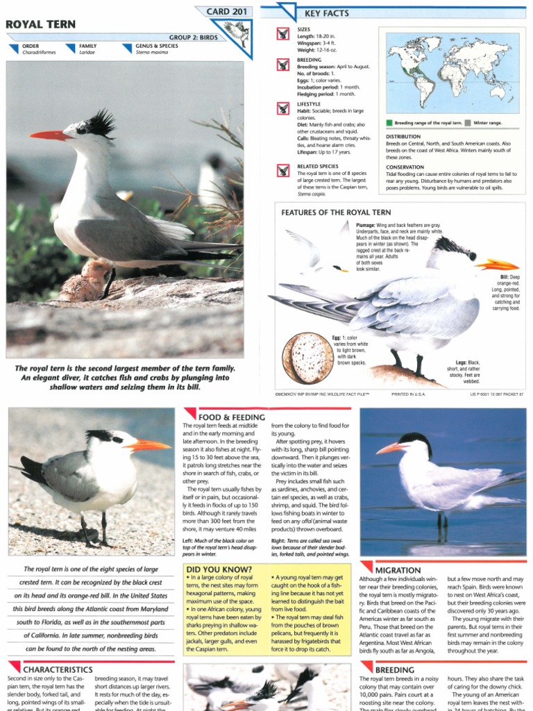Wildlife Fact File - Birds - Pgs. 201-210 | PDF | Birds | Bird Migration