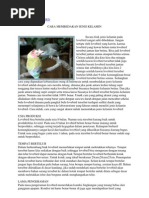 Download BETERNAK LOVEBIRD by Dharul Handri Pranawa SN122786831 doc pdf