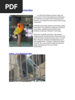 Download warna warna lovebird by Dharul Handri Pranawa SN122786833 doc pdf