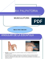 Fisioterapia - Osteopatia Anatomia Palpatoria