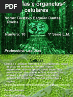 Trabalho de Biologia Célula