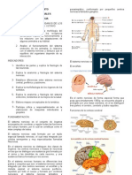 Grado Octavo Seres Vivos