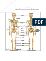 SISTEM RANGKA ANATOMI DAN FISIOLOGI