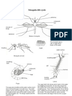 Mosquito Life Cycle: Antenna