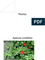 Plantas para jardín