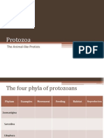 BIO1 - Protozoa