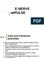 Nerve Impluse