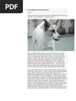 Download The Philippine Native Dog Breed by psykosomatik SN123147712 doc pdf