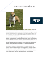 Cómo Educar Correctamente A Un Amstaff