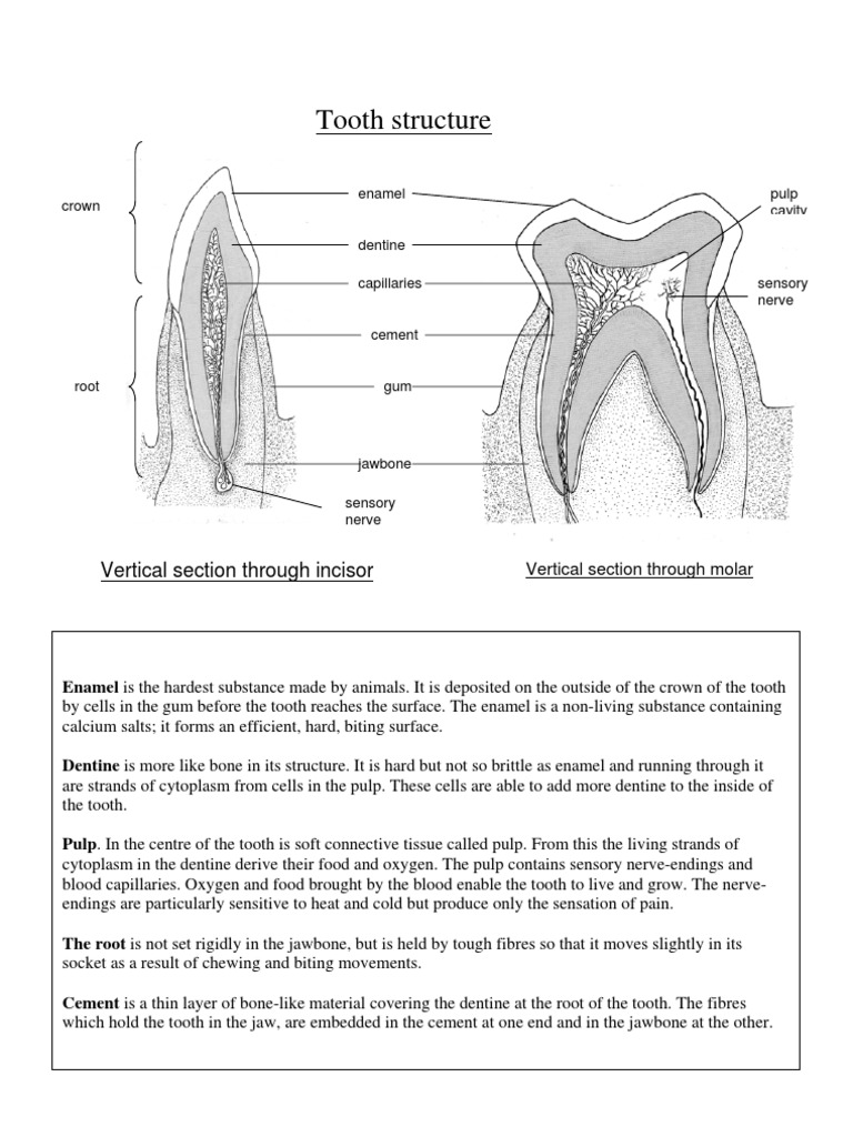 Tooth Structure: Vertical Section Through Incisor | PDF