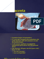 placenta 