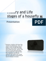 History and Life Cycle of A House Fly