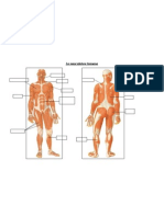 Lamusculaturahumana1