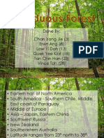 Deciduous Forest 2P4