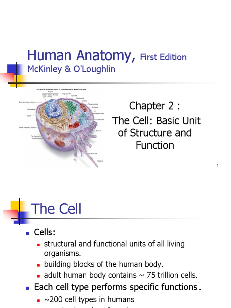 Human Anatomy,: The Cell: Basic Unit of Structure and Function | PDF ...