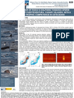 Agonistic Behavior of Dolphins Towards Sperm Whales