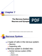 The Nervous System: Neurons and Synapses