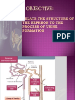 Histology focused on Urinary system