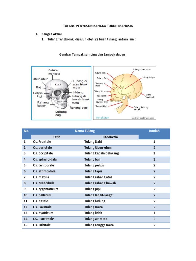 Nama-Nama Ilmiah Tulang Manusia | PDF