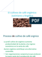 El cultivos de café orgánico