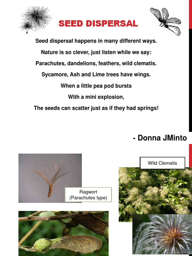 Characteristics of Seeds and Fruits PDF Seed Fruit