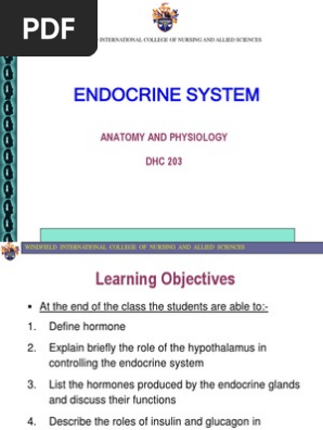 Chapter 8 Endocrine System Pdf Endocrine System Pancreas
