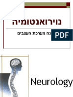 אנטומיה נוירולוגיה