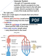 Vascular System: - Arteries Arterioles - Capil Exch