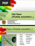 Download Plutella xylostella by hollow46 SN123797965 doc pdf
