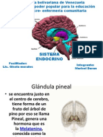 Endocrino Marisol Material de Estudio