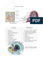3288429 Diferencia Entre Celula Eucariota y Procariota