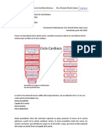 Aorta y Carotid a Extern A