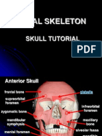 skull ppt