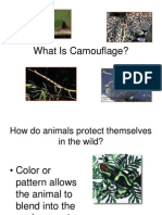 What Is Camouflage?