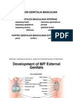 Organon Genitalia Masculina