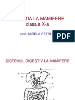 Digestia La Mamifere