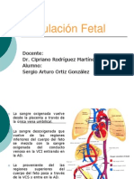 Circulación Fetal Bueno