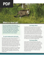 Dealing with Feral Cats