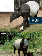 Asian Tapirs
