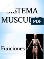 Sistema Muscular