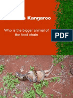 Snake Vs Kangaroo: Who Is The Bigger Animal of The Food Chain