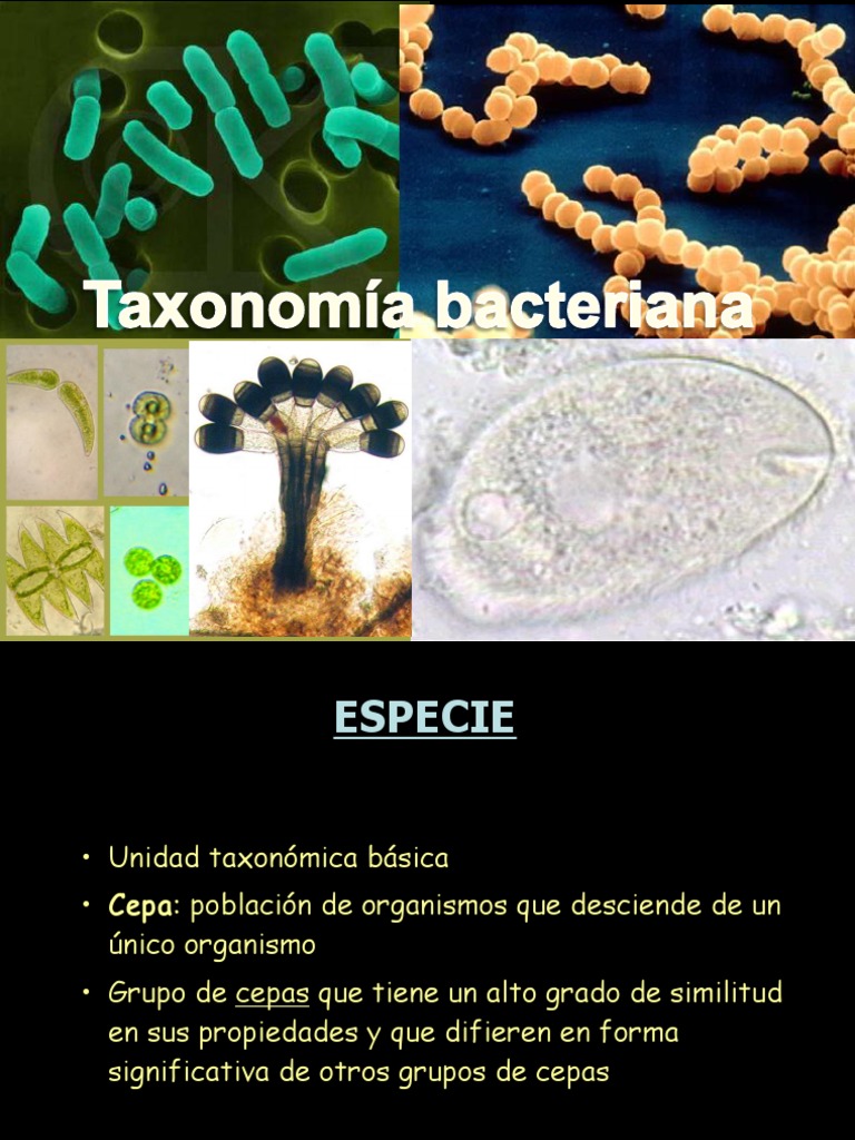 Taxonomia De Bacterias