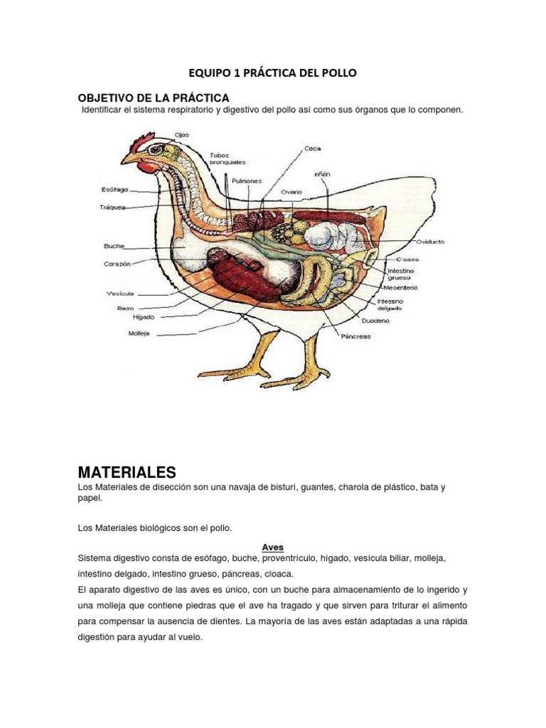 PRÁCTICA DEL POLLO Sistema digestivo humano Digestión