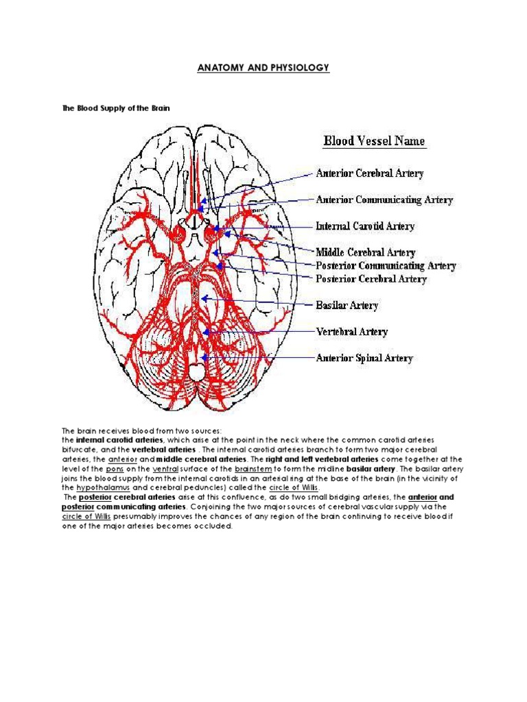 Brain Blood Supply and Arteries | PDF | Common Carotid Artery | Cerebrum