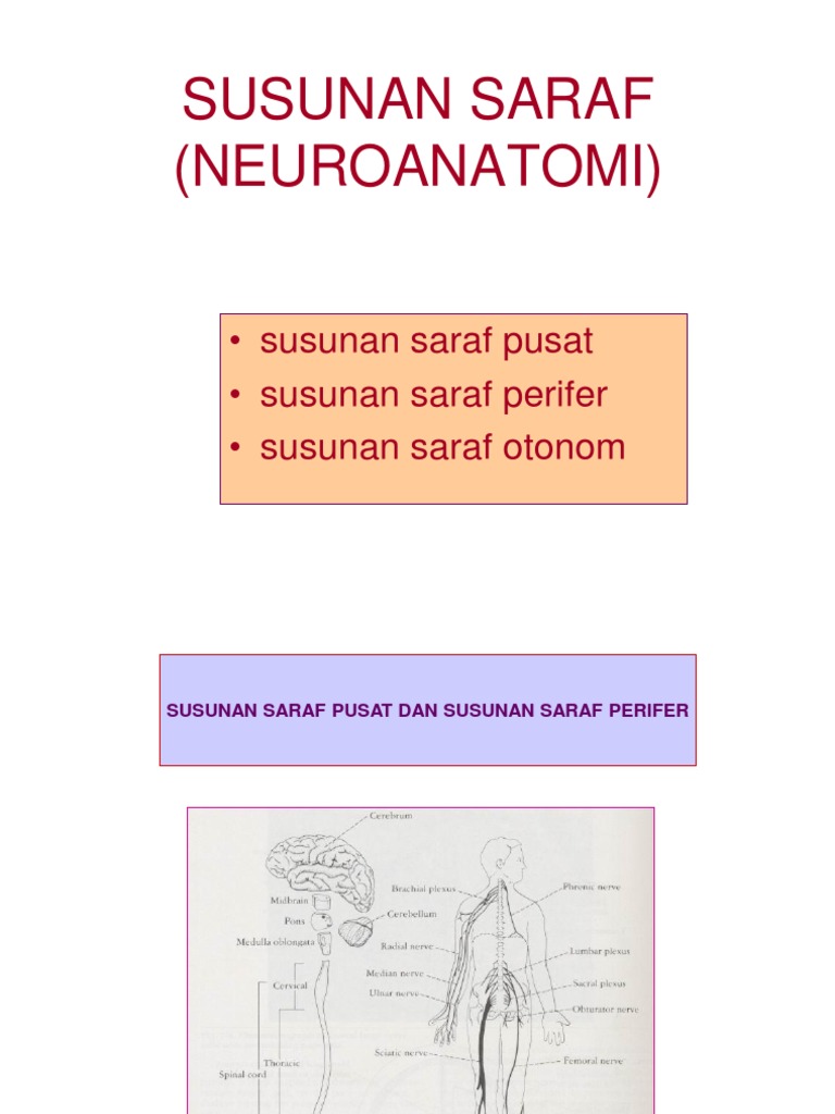 Susunan Saraf Neuroanatomi  susunan saraf pusat 